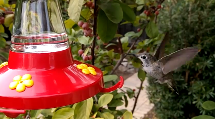 Nexus 6P kolibri hidastusvideo