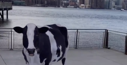 Google-haussa pääsee tarkastelemaan 3D-malleja eläimistä ja niitä voi sijoittaa osaksi kamerakuvaa ympäristöstä. Tässä esimerkkinä lehmä.
