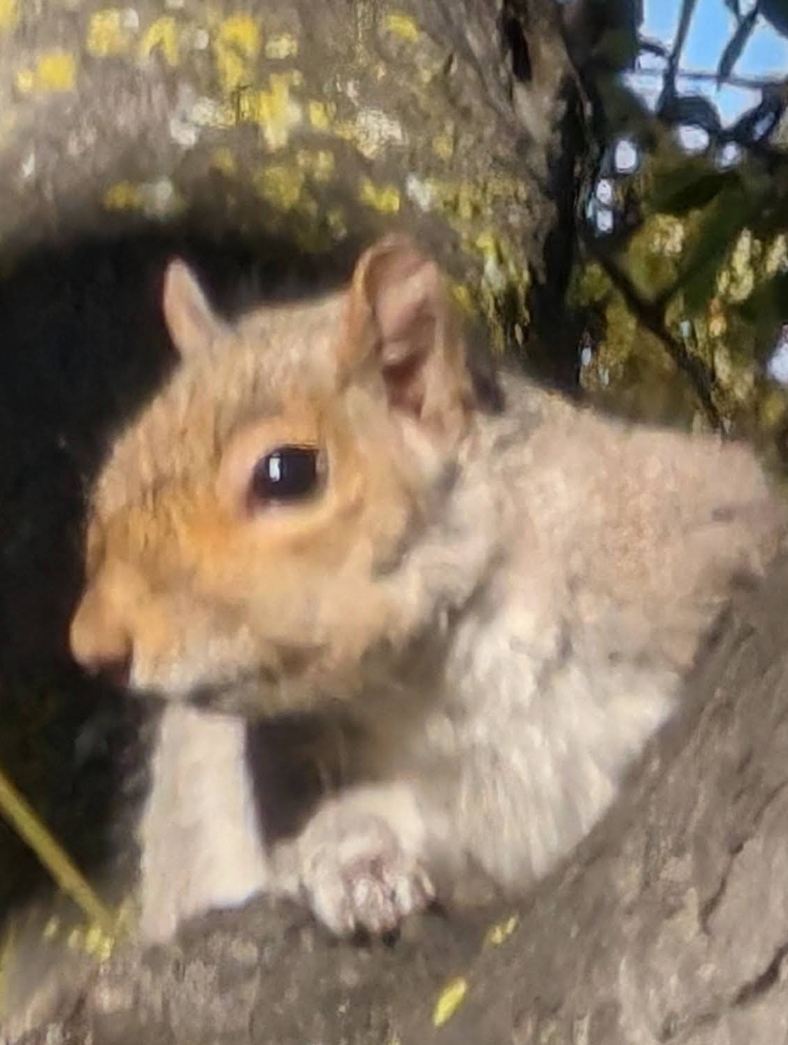 Zoom Enhance Mobiili fi