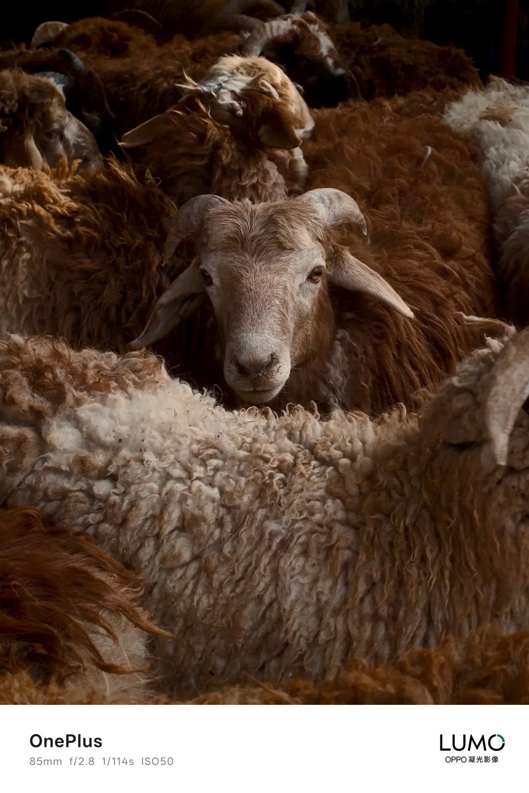 OnePlussan jakama uudella lippulaivapuhelimella kuvattu kuva.