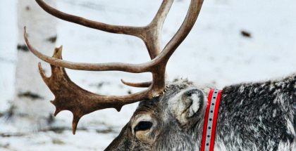 Poro seurantapannan kanssa.