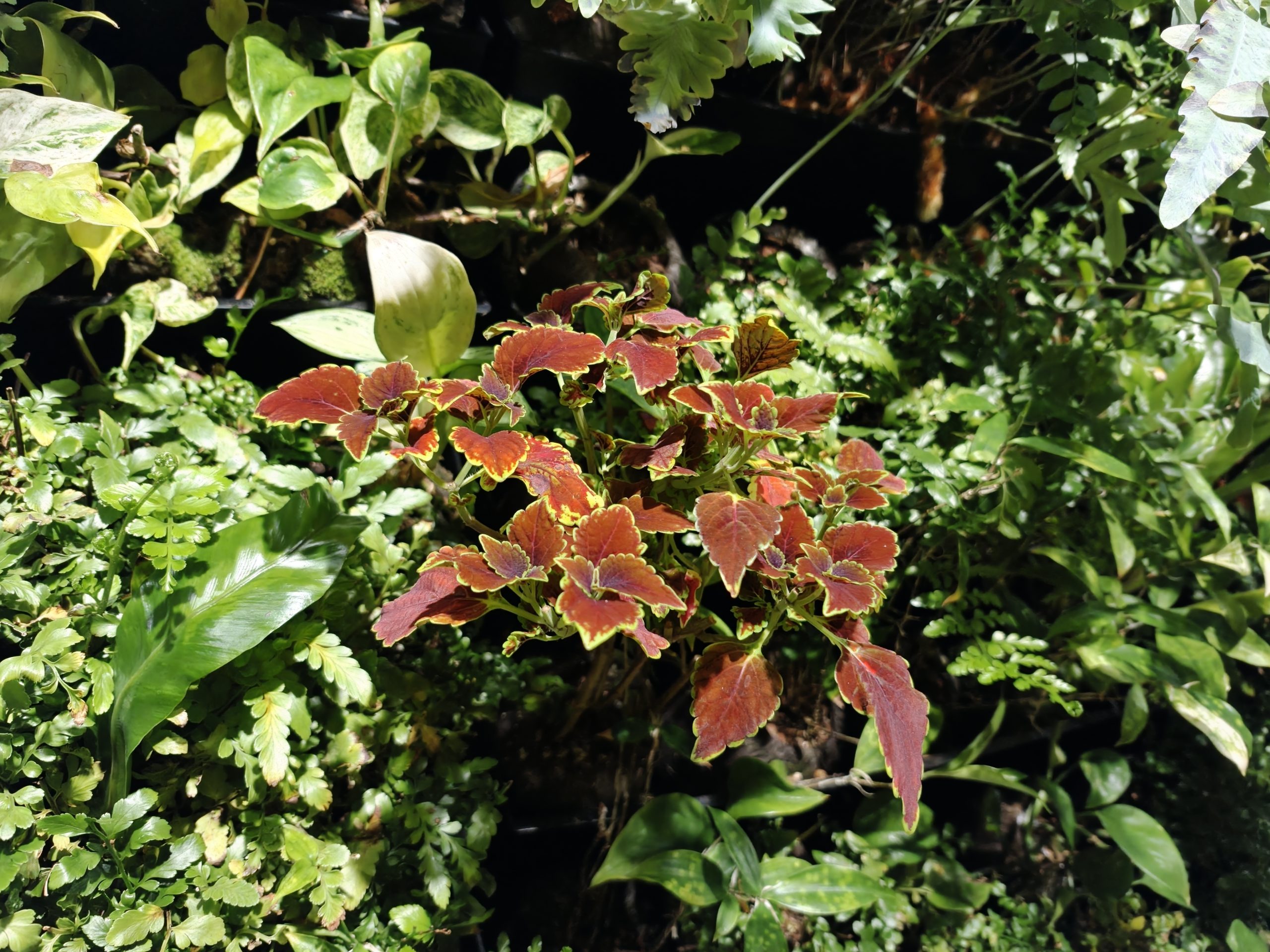 Oppo Find X9 Pro, pääkamera.