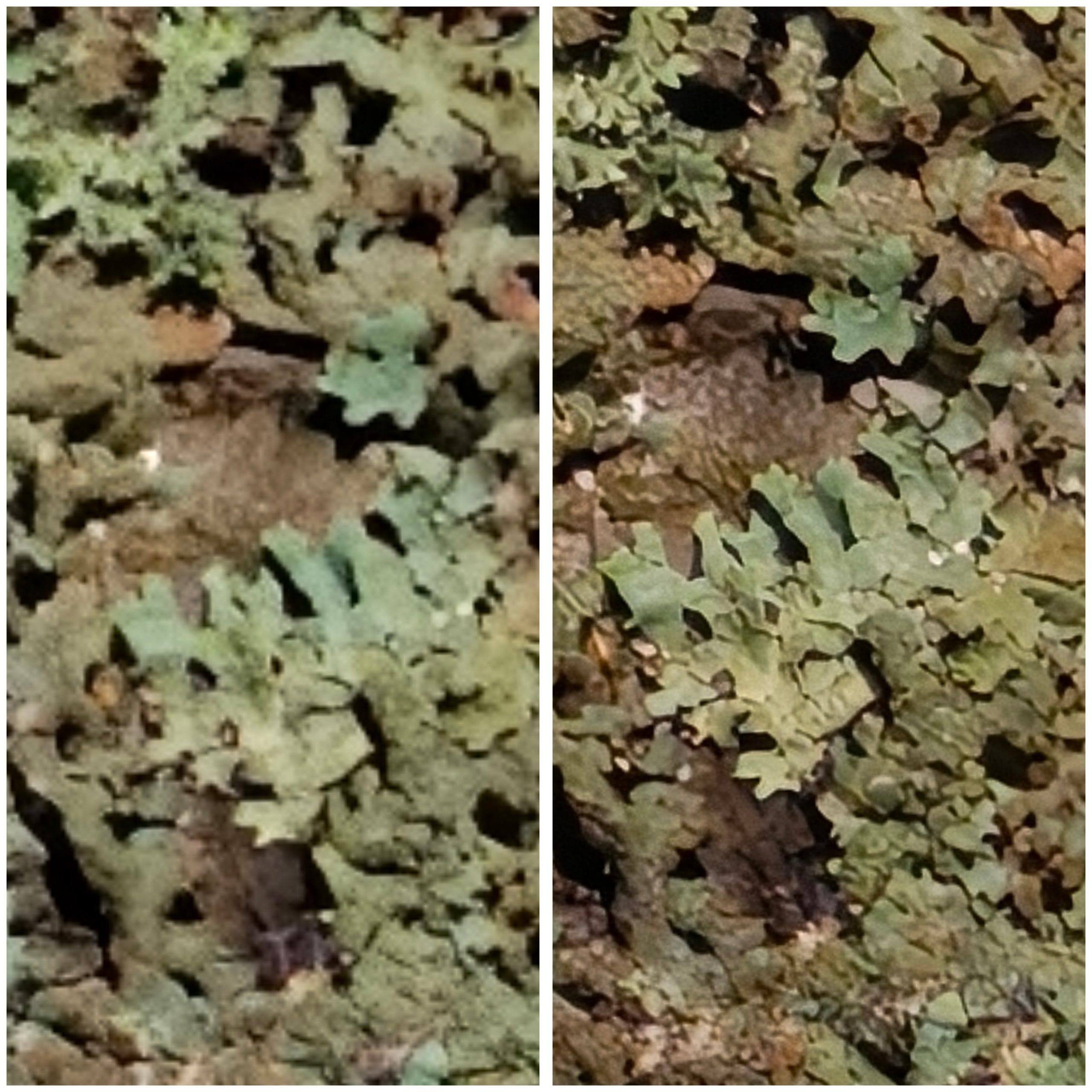 Telekamera, 6x digitaalinen zoom hämärässä. Vasemmalla Find X9, oikealla Find X9 Pro.