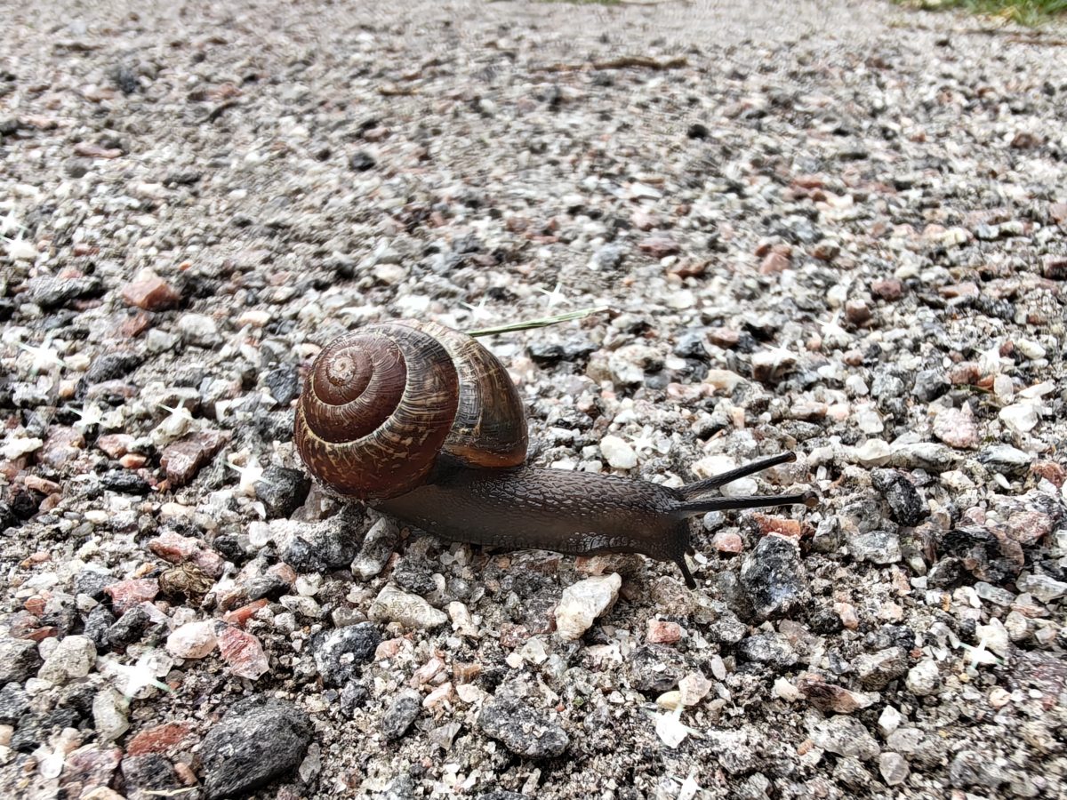 Pääkamera.